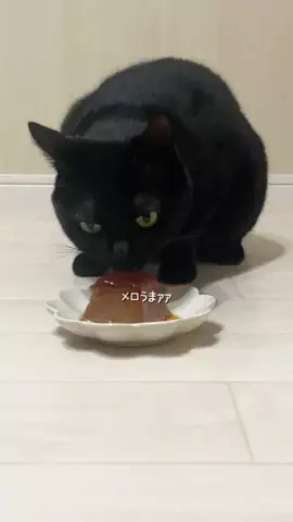 ねこにひきのTikTok投稿