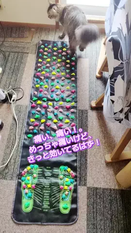 にゃんコロンちゃん♪のTikTok投稿