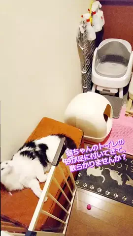 にゃんコロンちゃん♪のTikTok投稿
