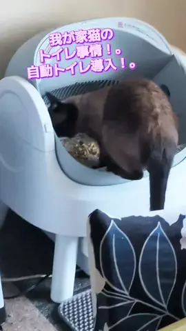 にゃんコロンちゃん♪のTikTok投稿