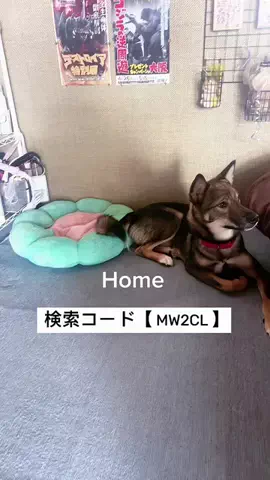 LocamiiiのTikTok投稿