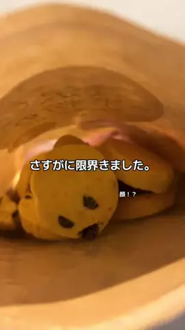 砂糖さんのTikTok投稿