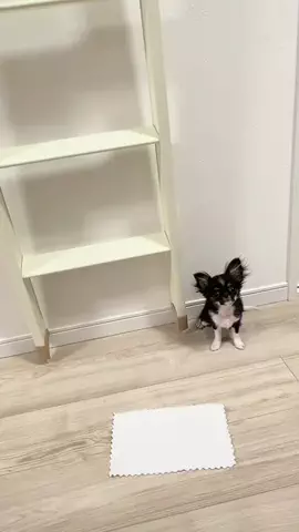 ふうこのTikTok投稿