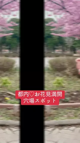 🌻ゆいぴょん∞🥕🐇のTikTok投稿