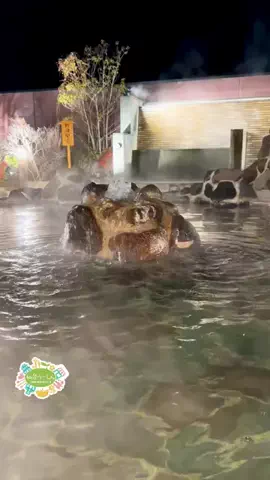 仙台つーしんエンタメ部のTikTok投稿