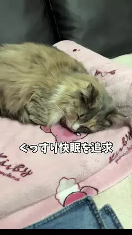 きなこもちのTikTok投稿