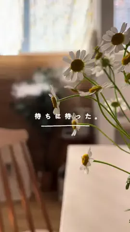ひよこ豆のTikTok投稿