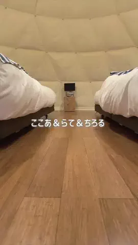 チワワのここあ＆らて＆ちろるのTikTok投稿