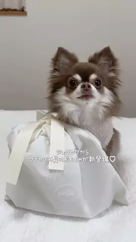 チワワのここあ＆らて＆ちろるのTikTok投稿