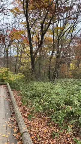 𝒀 𝒖 𝒂 🤍のTikTok PR投稿：秋旅行のホテル予約をするなら今がおすすめ✨ 8/18～9/7の…