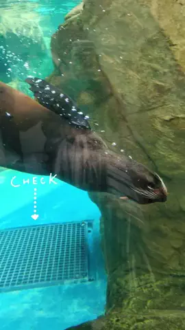 たんぽぽのTikTok投稿
