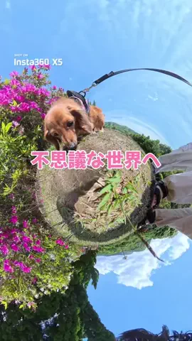 ローちゃん❤ミッちゃんのTikTok投稿