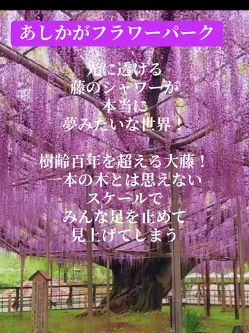 Skydaruma(ダルちゃん)のTikTok投稿