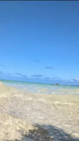 たんぽぽのTikTok投稿
