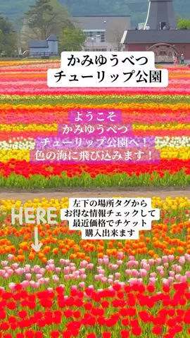 Skydaruma(ダルちゃん)のTikTok投稿