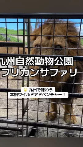 ぷりんのTikTok投稿