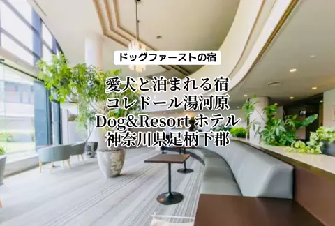 Bailey in JapanのTikTok投稿