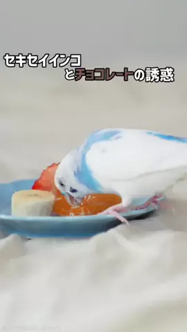mee | インコとの暮らしのTikTok投稿