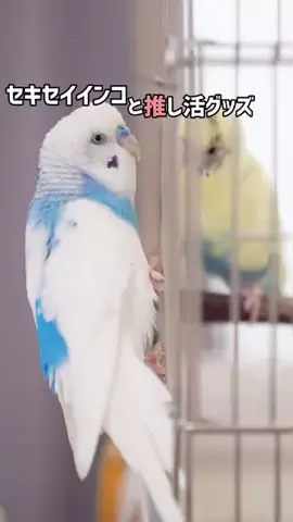 mee | インコとの暮らしのTikTok投稿