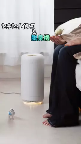 mee | インコとの暮らしのTikTok投稿