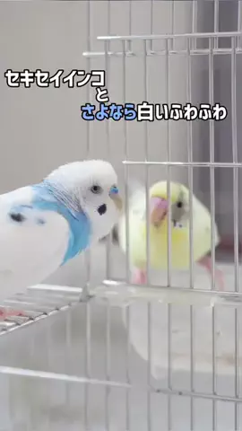 mee | インコとの暮らしのTikTok投稿