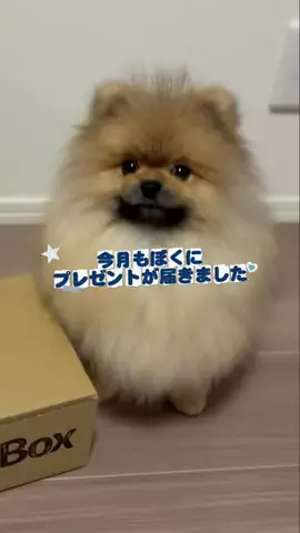 たぬきち🐶￤ウルフセーブルのTikTok投稿