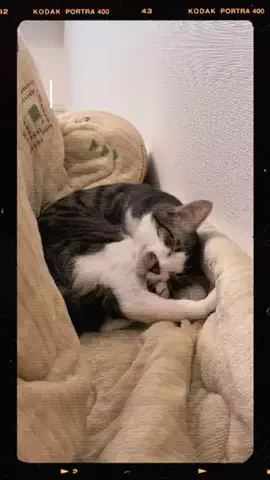 ねこのそうちゃんですのTikTok投稿