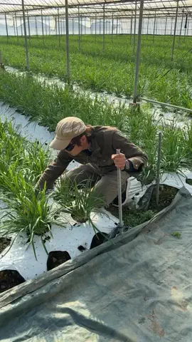 脱サラ農家兄弟🧑‍🌾のTikTok投稿