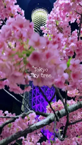 ＊hitohira＊のTikTok投稿