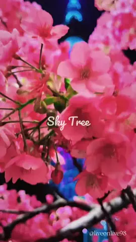 ＊hitohira＊のTikTok投稿