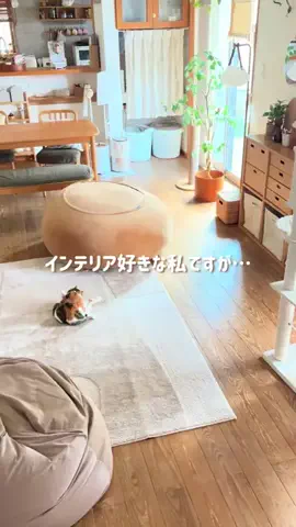 Kaori＊北欧式整理収納プランナーのTikTok投稿