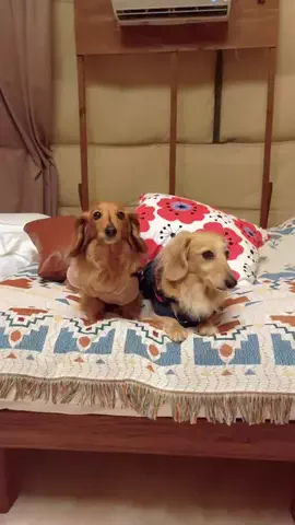 ローちゃん❤ミッちゃんのTikTok投稿