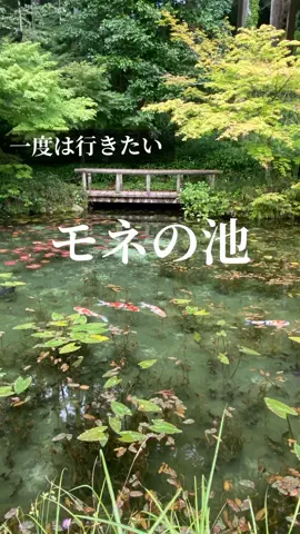 あんずの旅のしおり🌿.∘のTikTok投稿