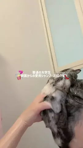 もぐちゃん（さと）🍇のTikTok投稿