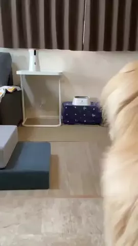 sagisnhgcatのTikTok PR投稿：いつでも見てるよ...👀 #Furbo #ファーボ #見守りカメラ #ペ…