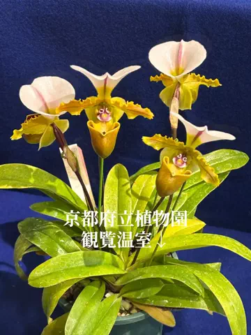 オジハナ｜大人の植物案内のTikTok投稿