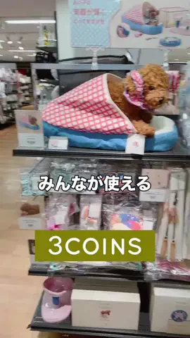 3coins_hiiのTikTok投稿