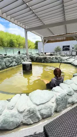 めぐる | 吹田のグルメ・お出かけ情報のTikTok投稿