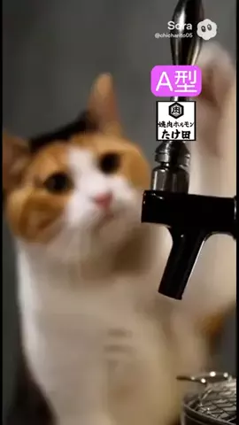 ぬこのTikTok投稿