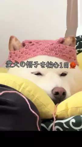 Shiba lnu こはくのTikTok投稿