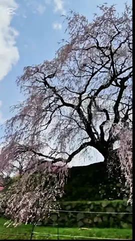 あおちゃ－ん🍇aochanのTikTok投稿