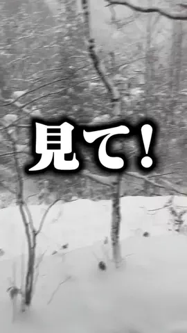 実況者ダウンニキ🌠のTikTok投稿