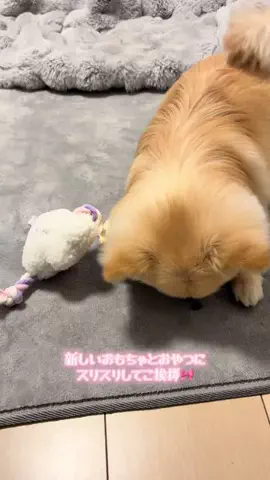 ポメチワのポア🐶🎀のTikTok投稿