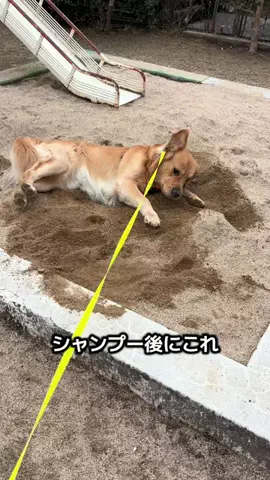 寅年生まれのとらのTikTok投稿