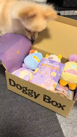 ポメチワのポア🐶🎀のTikTok投稿