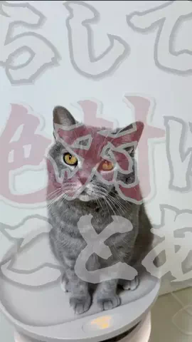 ねこある｜猫との暮らしあるあるのTikTok投稿