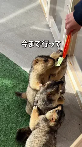 ちゃんみな｜大阪からのおでかけ情報🐙のTikTok投稿