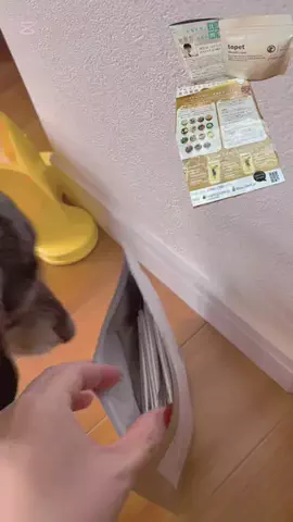 𝕊𝕙𝕚𝕚♡☄︎のTikTok投稿