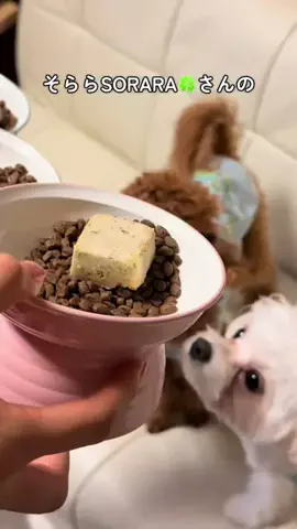 latte.mocha.bitter.chのTikTok投稿