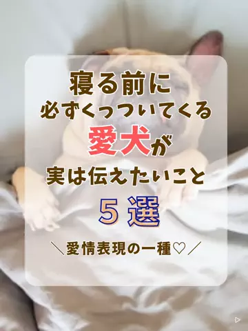 わんLOVE同好会のTikTok投稿